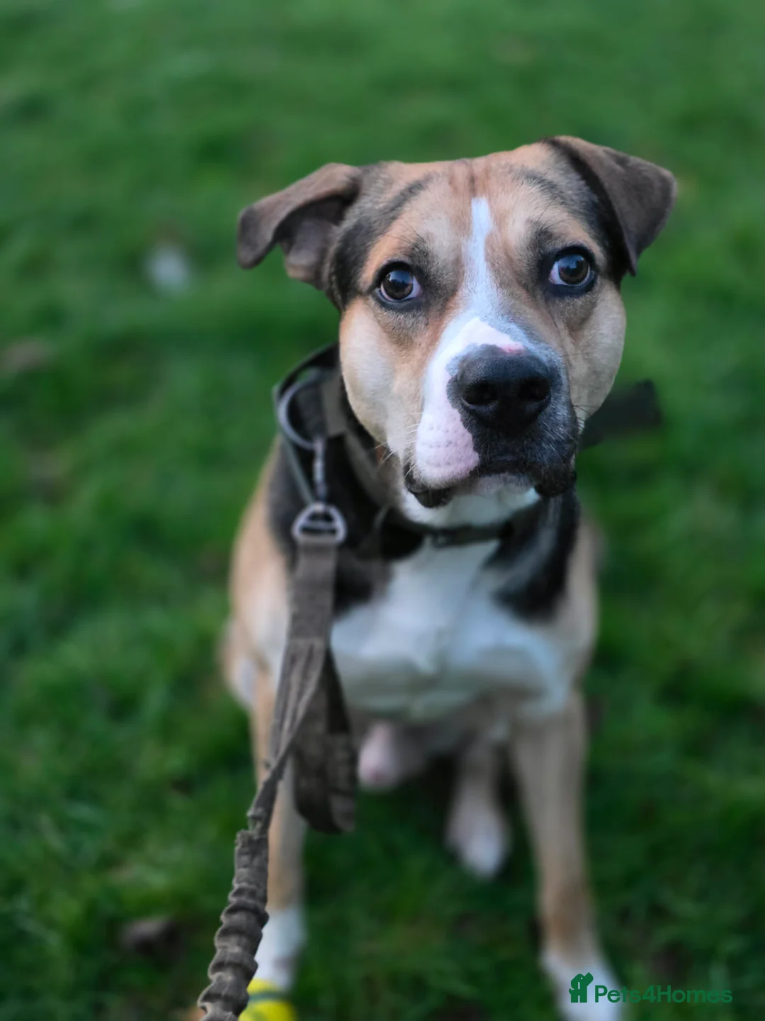 Mixed Breed dogs for sale: Huntway cross - Advert 6