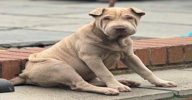 Shar Pei dogs - Advert 10
