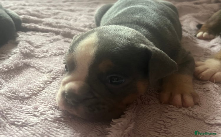 Olde English Bulldogge dogs - Advert 3