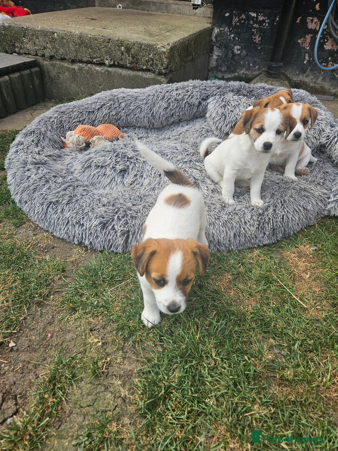 Jack Russell dogs for sale: Pure jack russell puppies  - Image 16