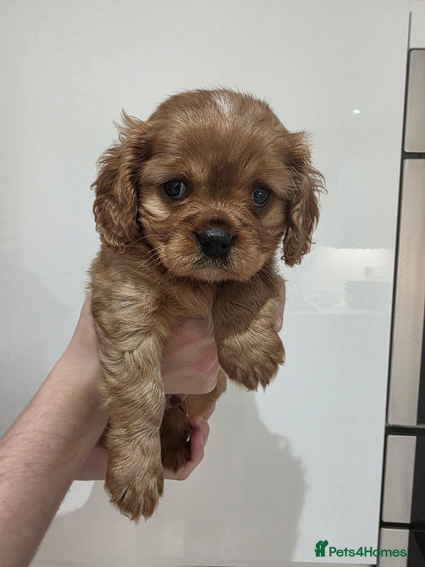 Cavalier King Charles Spaniel dogs Stunning kc reg health tested cavaliers - Advert 2