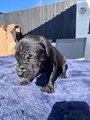 Cane Corso Puppy 1
