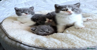 British Shorthair cats - Advert 9