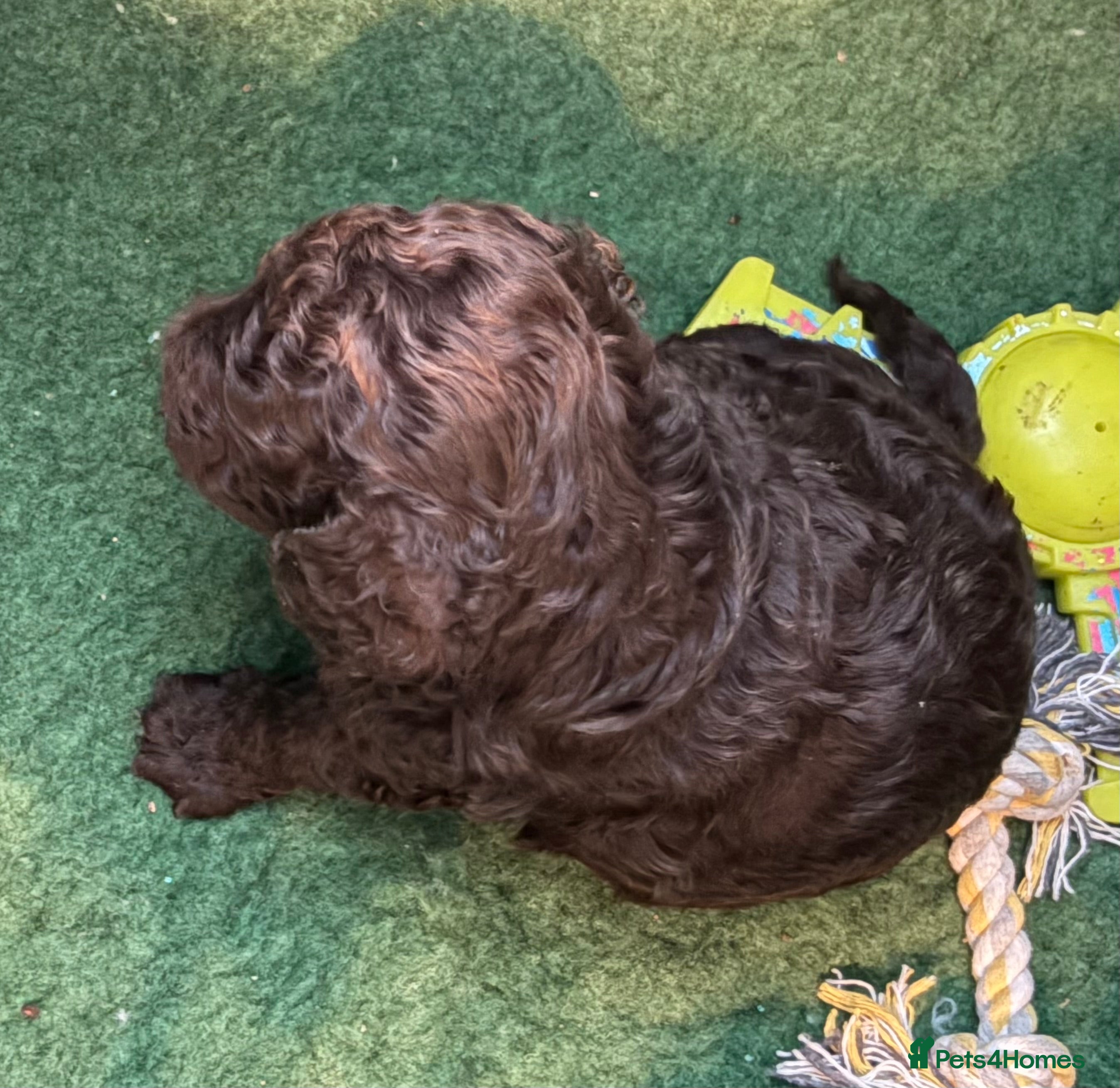 Cockapoo dogs Rare Chocolate Merle, Phantoms,Teddybear Girls | - Advert 2