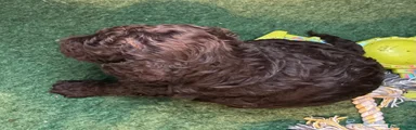 Cockapoo 4