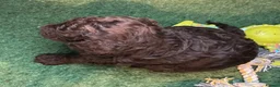 Cockapoo dogs for sale: Rare Chocolate Merle, Phantoms,Teddybear Girls | in Bristol - Advert 2