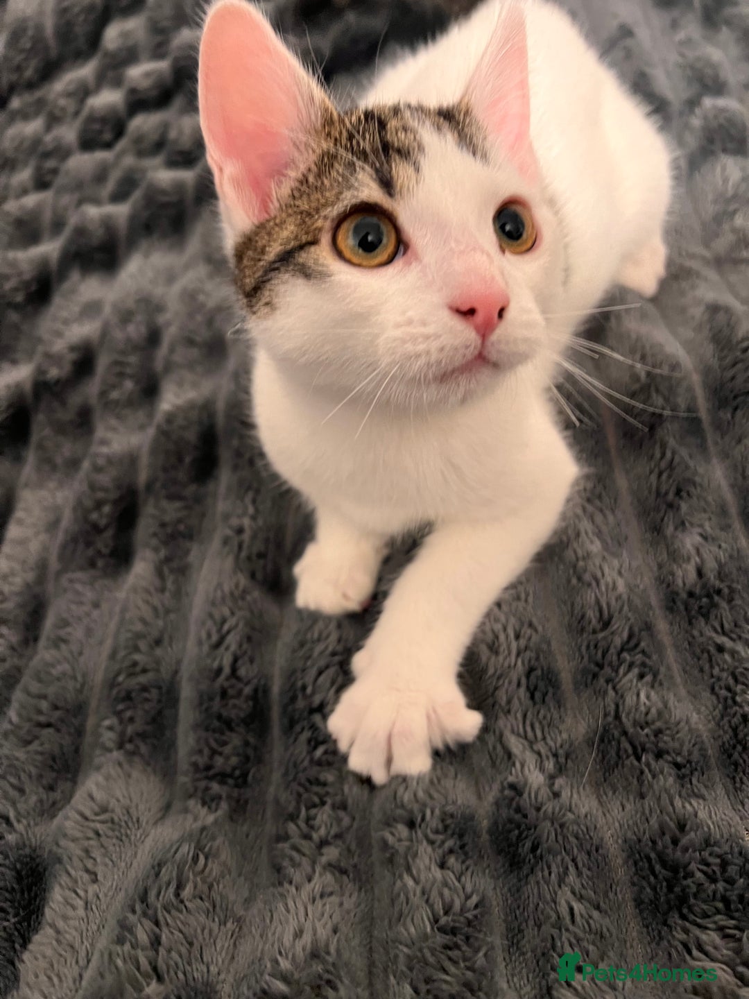 Mixed Breed cats for sale: 2 Kittens for sale 2 girls, Welcome to view  - Advert 9