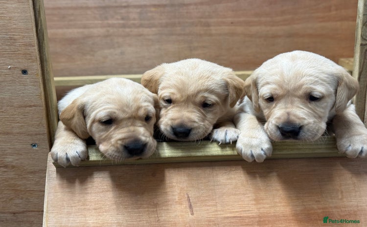Labrador Retriever dogs - Advert 1