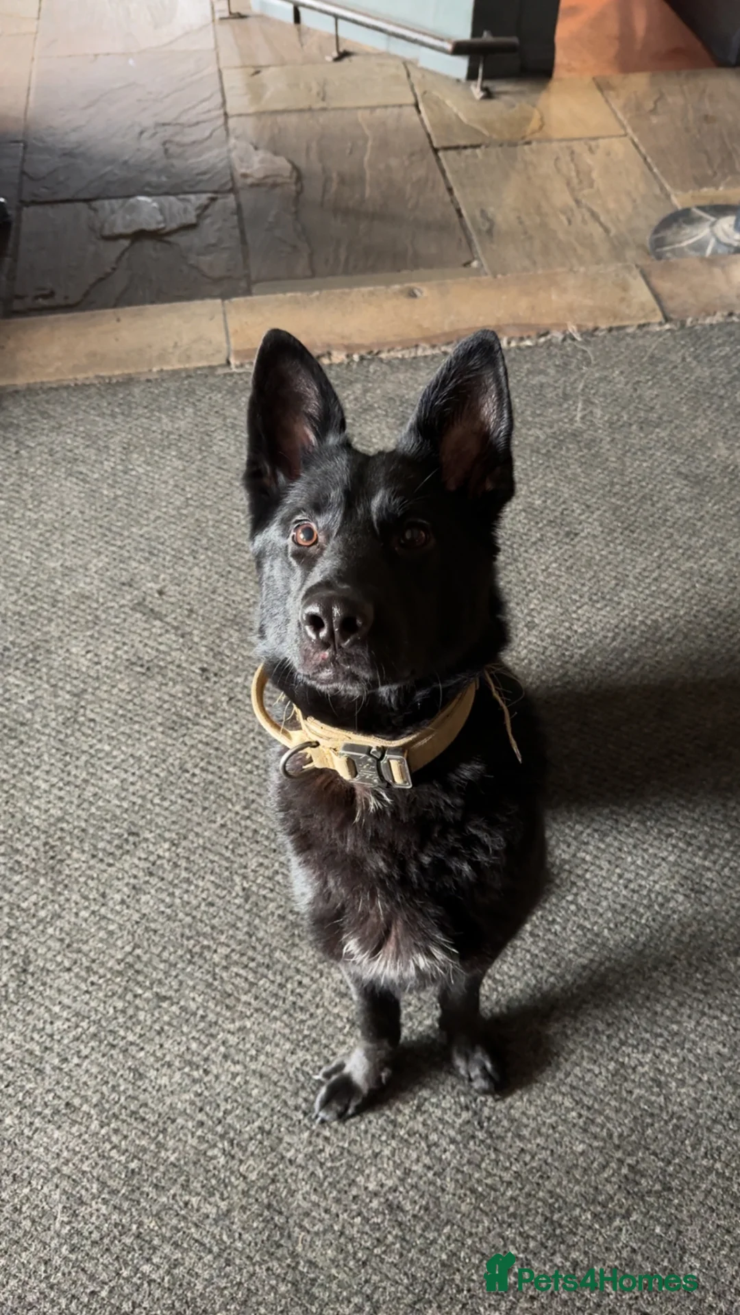 German Shepherd dogs for sale: Working line GSD  - Advert 5