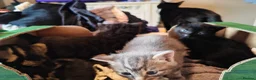 Mixed Breed cats for sale: Beautiful litter of kittens - Advert 3
