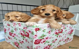 Cockapoo dogs for sale: Stunning F1 cockerpoo boy red/golden - Image 4