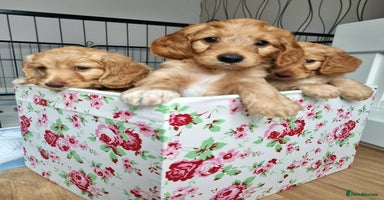 Cockapoo dogs - Advert 8