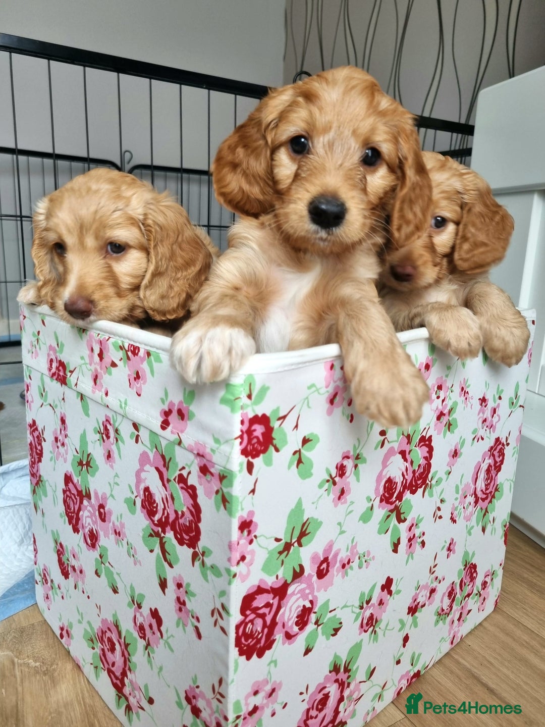 Cockapoo dogs for sale: Stunning F1 cockerpoo boy red/golden - Image 4