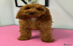 Cockapoo dogs for sale: F1 Show Cockapoo red Girl fully vaccinated  - Image 5