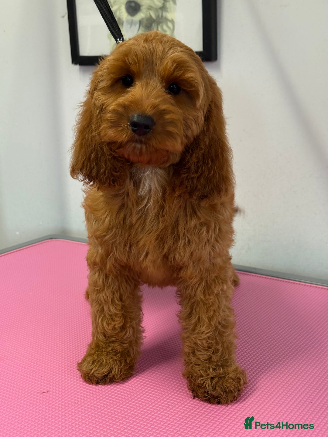 Cockapoo dogs for sale: F1 Show Cockapoo red Girl fully vaccinated  - Image 5