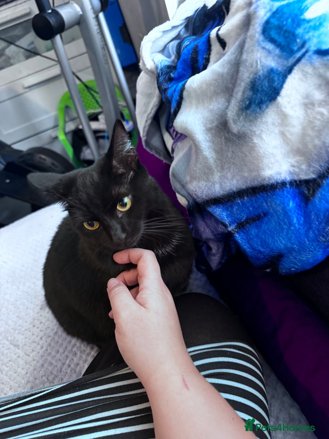 Mixed Breed cats for adoption: FREE rescue cats  looking for a new home  - Image 5