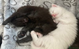 Maine Coon cats for sale: GCCF registered purebred Maine Coon kittens - Image 1