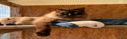 Ragdoll cats for sale: TICA registered cherubim and ragdoll kittens - Advert 9