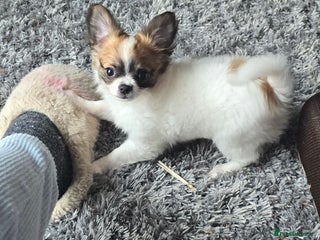 Chihuahua dogs - Advert 33