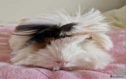 Guinea Pig rodents for sale: Pure Peruvian Sisters - Image 17