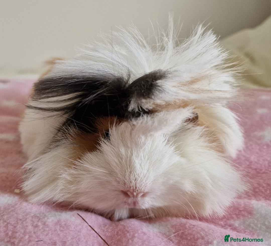 Guinea Pig rodents for sale: Pure Peruvian Sisters - Image 17