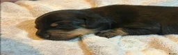 Miniature Dachshund dogs for sale: Miniature dachshund puppies - KC registered - Advert 7