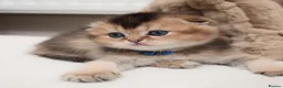 Scottish Fold cats for sale: Golden Scottish Fold & Straight – TICA Registered - Advert 4