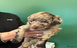 Cockapoo dogs for sale: Stunning Cockapoos looking for their new homes - Advert 15