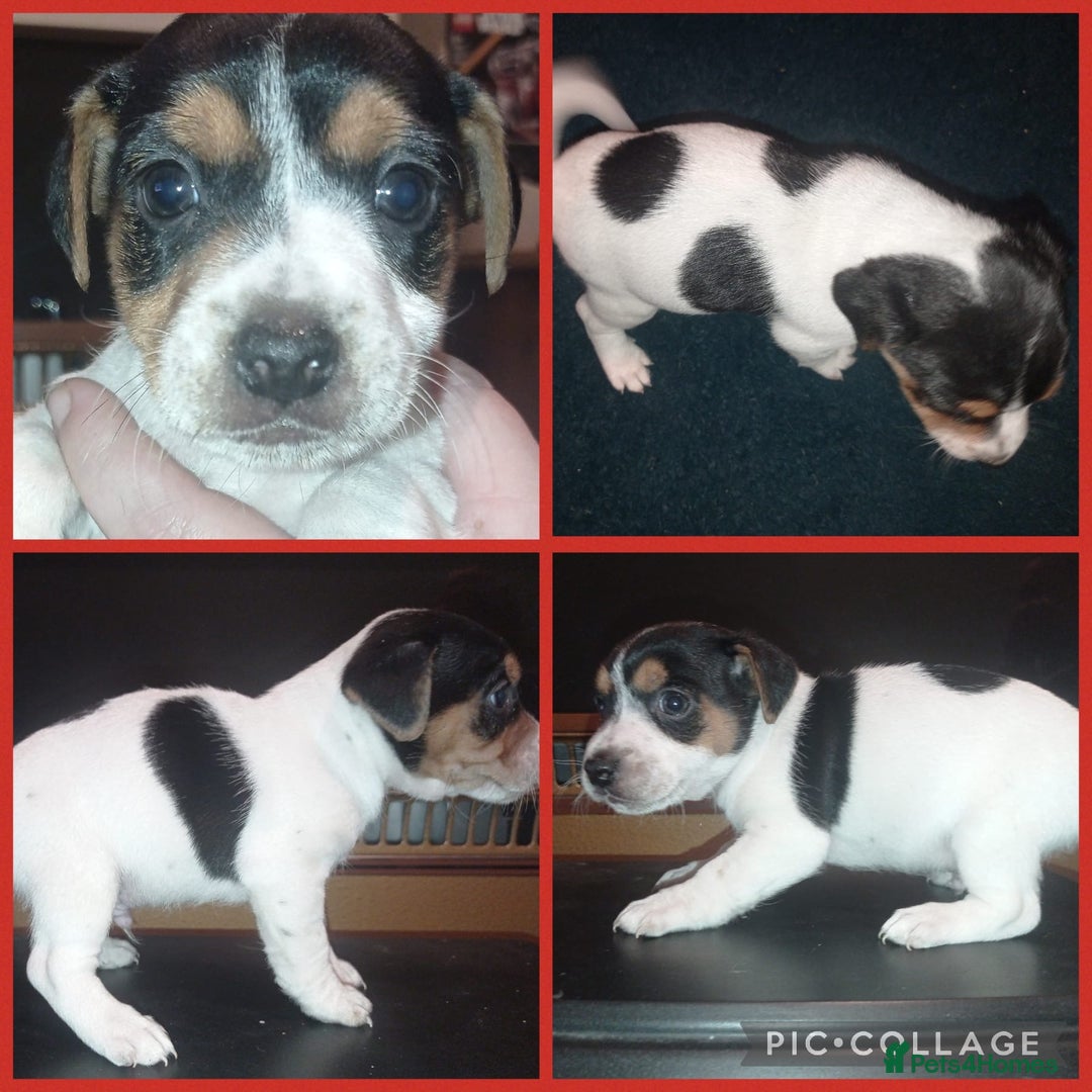 Jack Russell dogs for sale: Stunning jack russell puppies - Advert 6