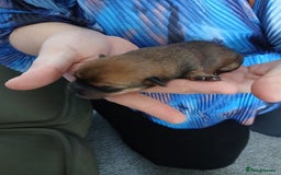 Chorkie dogs for sale:  Beautiful Chorkie pups for sale  - Image 3