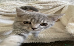 British Shorthair cats for sale: 🩷 READY TO LEAVE NOW British Shorthair Kittens 💙 - Image 5