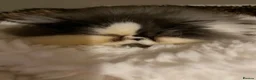 Persian cats for sale: Male Persian to re home  - Advert 2