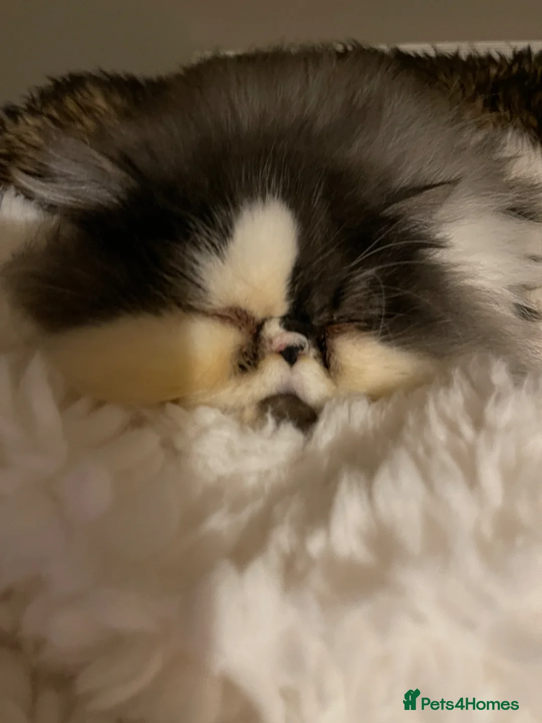 Persian cats for sale: Male Persian to re home  - Advert 2