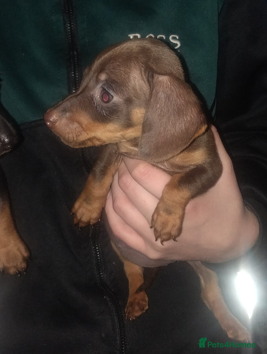 Miniature Dachshund dogs for sale: Miniature dachshund puppies - Advert 6