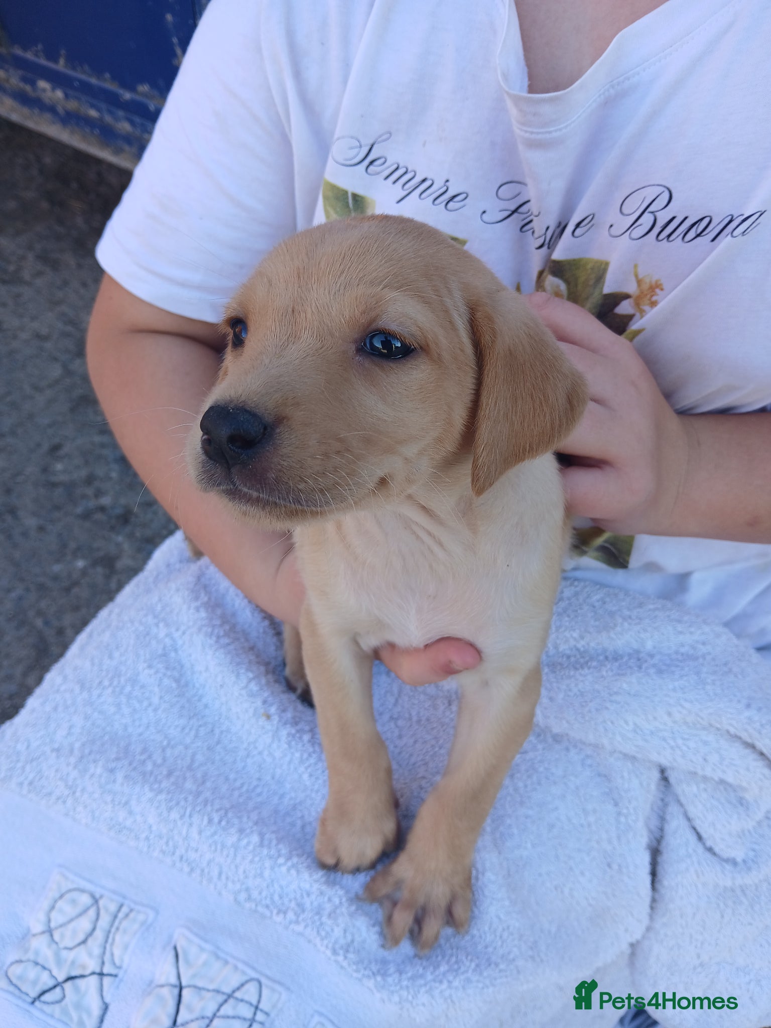 Labrador Retriever dogs for sale: Fabulous litter of golden and fox red lab puppies. - Advert 4