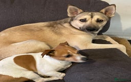 Mixed Breed dogs for sale: Make husky x - Image 5