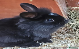 Lionhead rabbits for sale: Lion heads in Wigan - Image 2