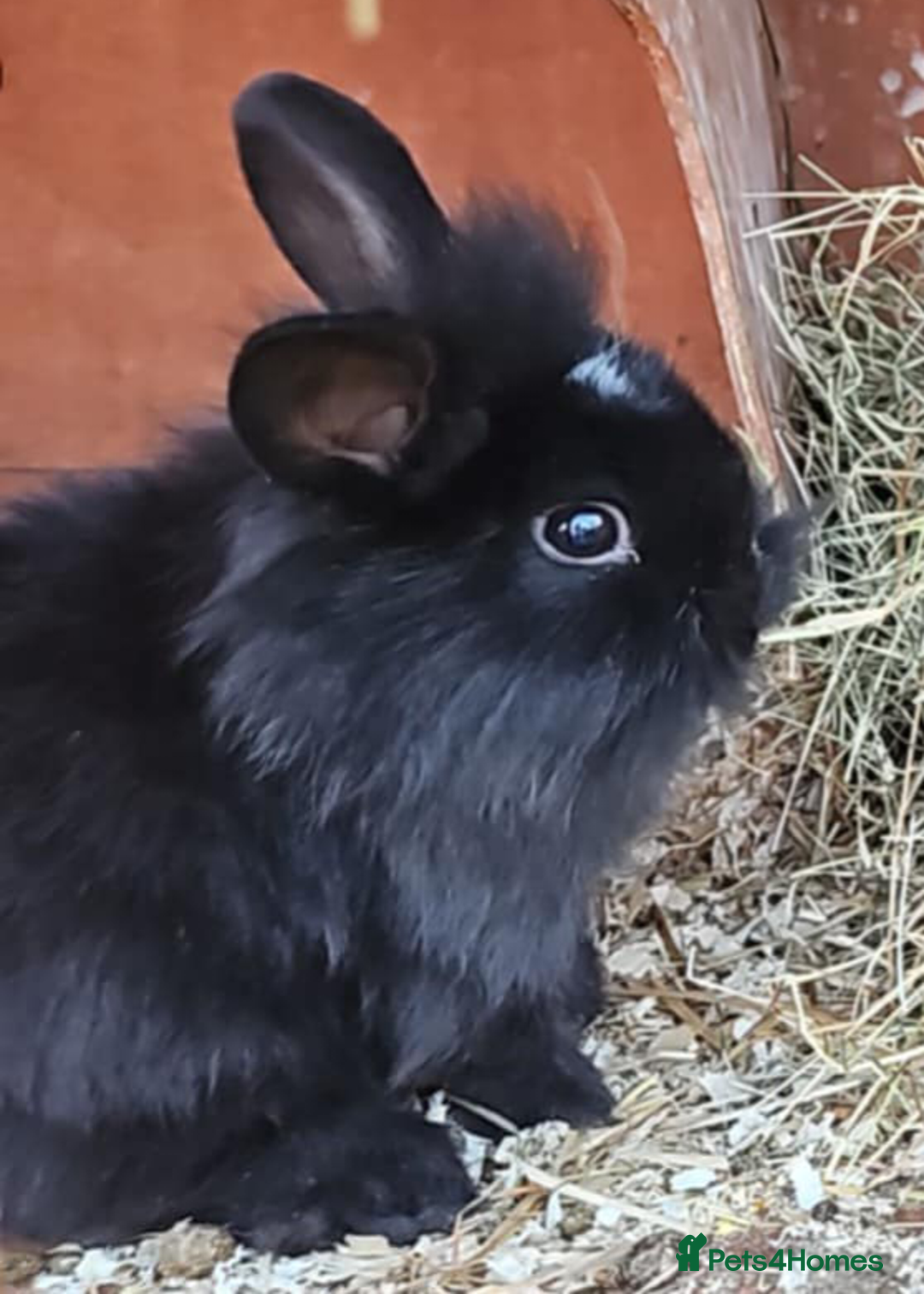 Lionhead rabbits for sale: Lion heads in Wigan - Image 2
