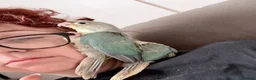 Conures birds for sale: Hand reared DNA tested green cheeked conures - Advert 5
