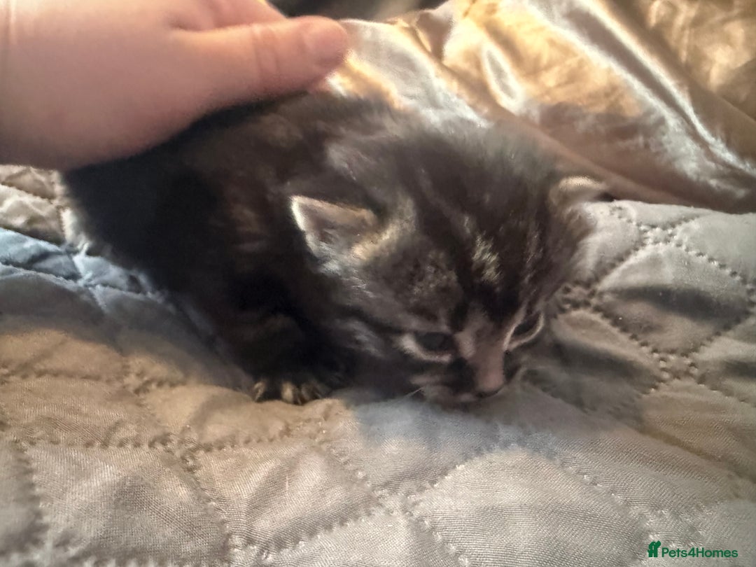 British Longhair cats for sale: X5 ragdoll crossbreed kitten polydactyl  - Advert 9