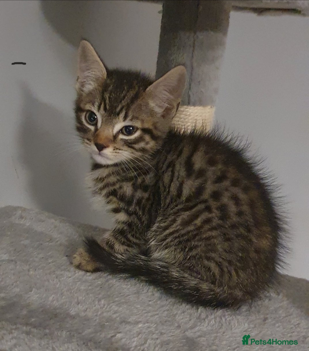 Mixed Breed cats BENGAL RAGDOLL MAINE COON CROSS KITTENS  - Advert 1