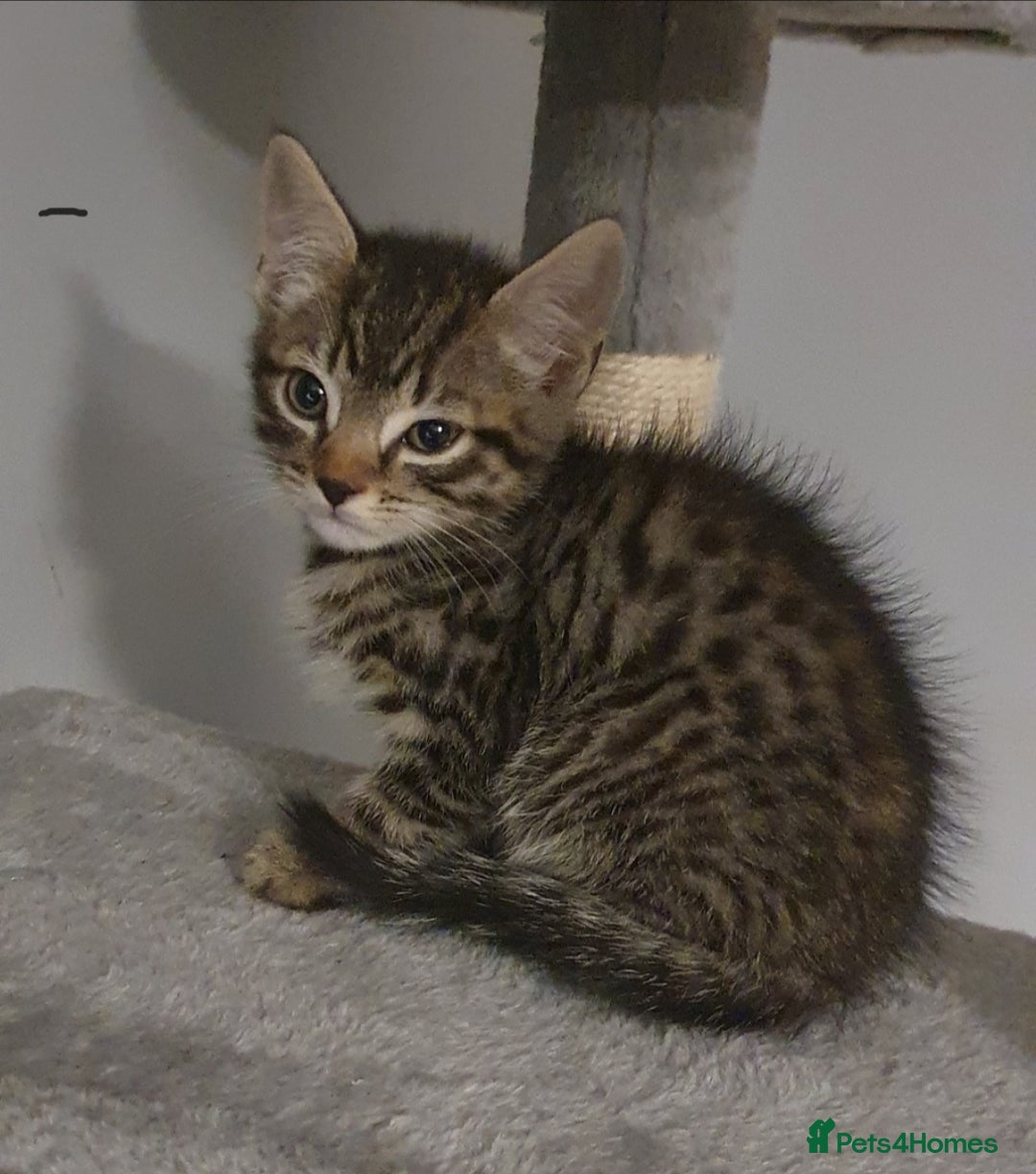 Mixed Breed cats for sale: BENGAL RAGDOLL MAINE COON CROSS KITTENS  - Advert 1