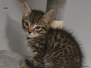 Mixed Breed cats BENGAL RAGDOLL MAINE COON CROSS KITTENS - Advert 1