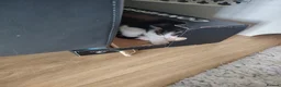 Mixed Breed cats for sale: 3 kittens for sale  - Advert 3