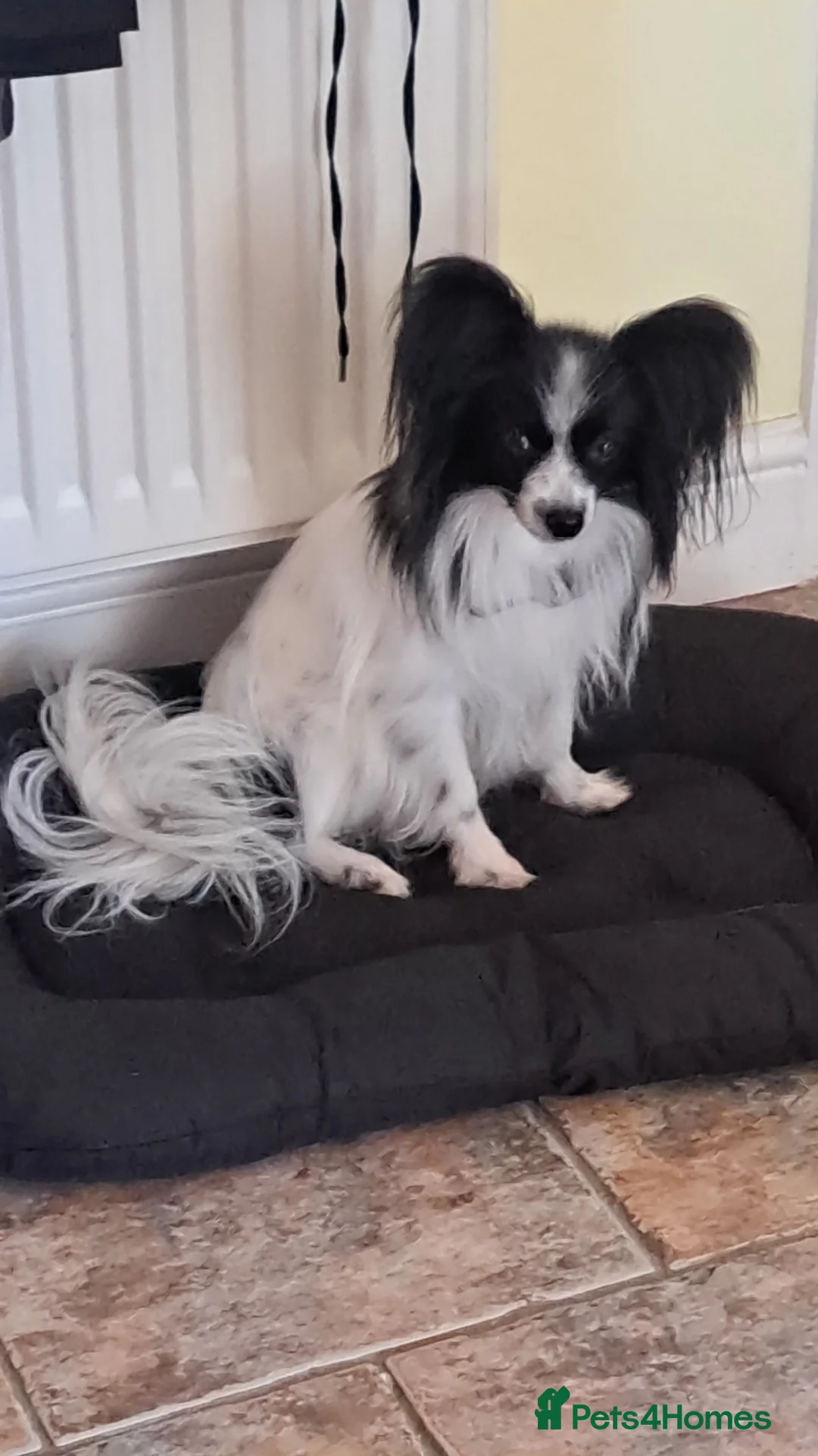 Papillon dogs for sale: Tiny papillon girl  - Advert 2