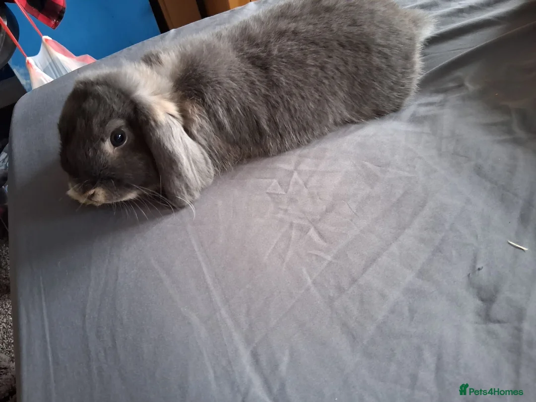 Mini Lop rabbits for sale: Female Bunny - Advert 2