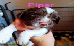 English Springer Spaniel dogs for sale: Working bred KC English Springer Spaniels puppies  - Image 2