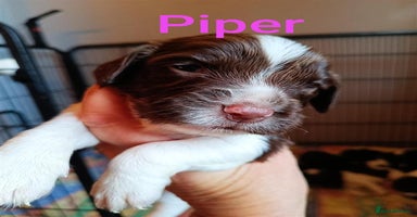 English Springer Spaniel dogs - Advert 1
