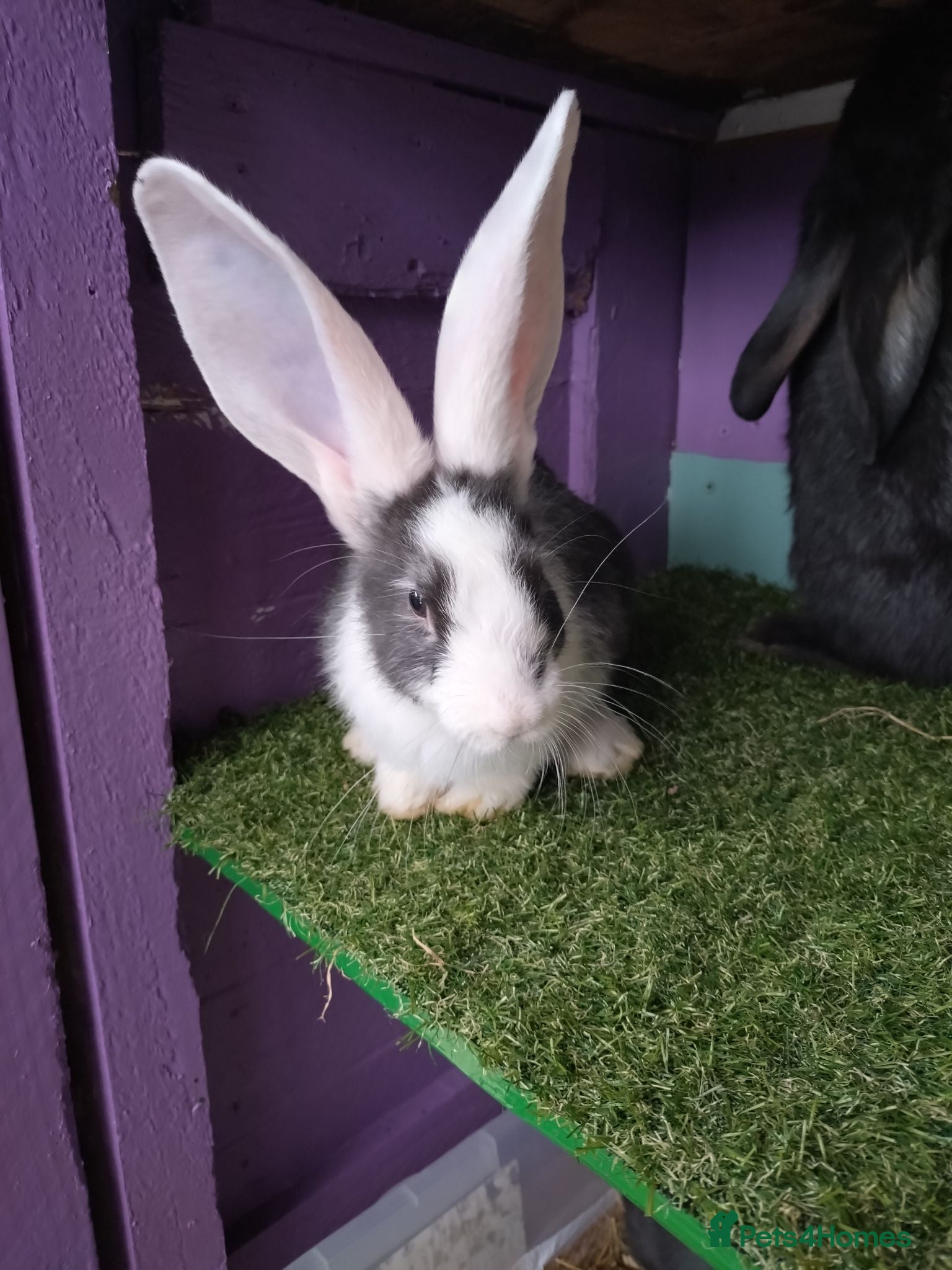 Continental Giant rabbits Continental Giants - Advert 1