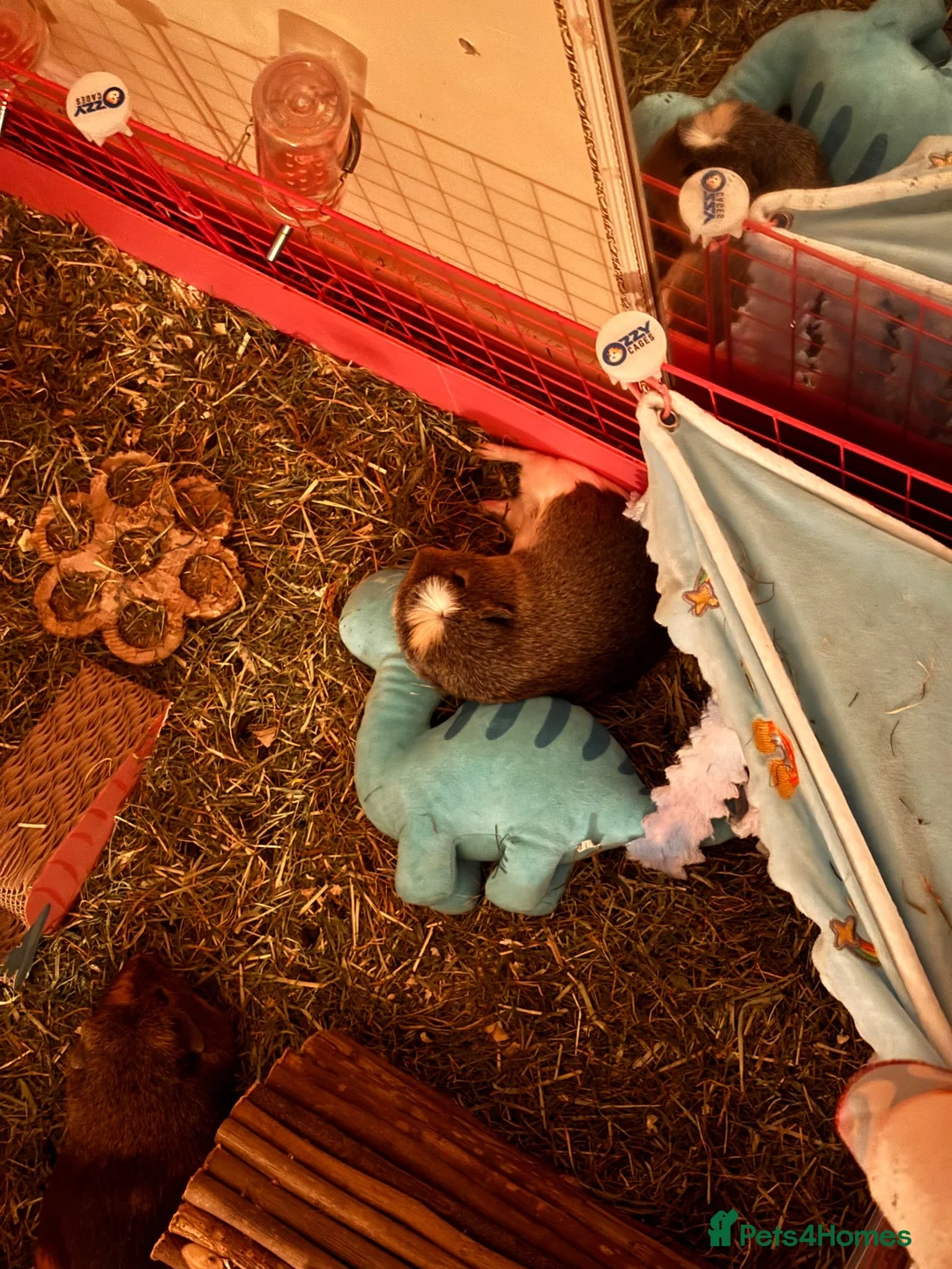 Guinea Pig rodents for sale: rehoming male guinepig in Newbury - Advert 2